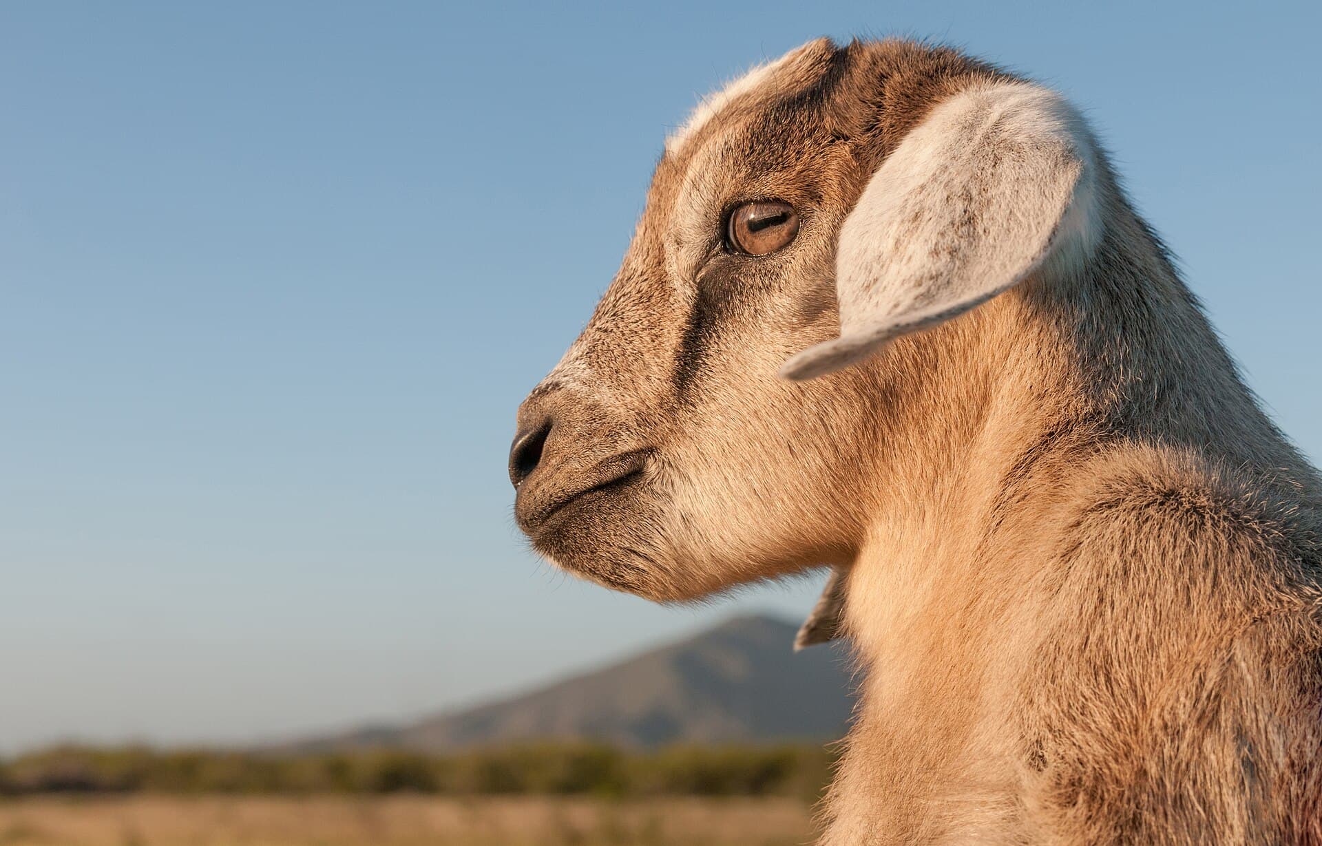 Cabrito de corte